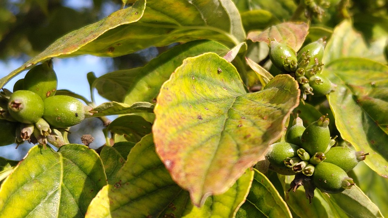 ハナミズキの若い果実 横浜市旭区今宿東町