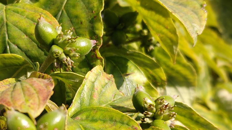 ハナミズキの若い果実 横浜市旭区今宿東町