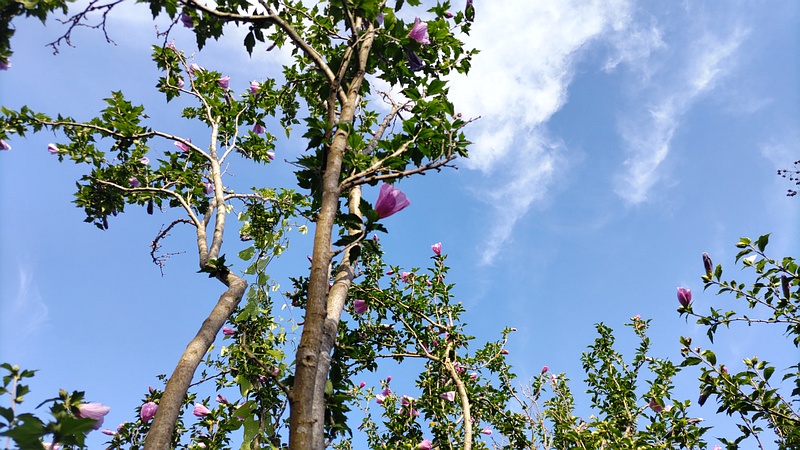 ムクゲの花 横浜市旭区今宿東町
