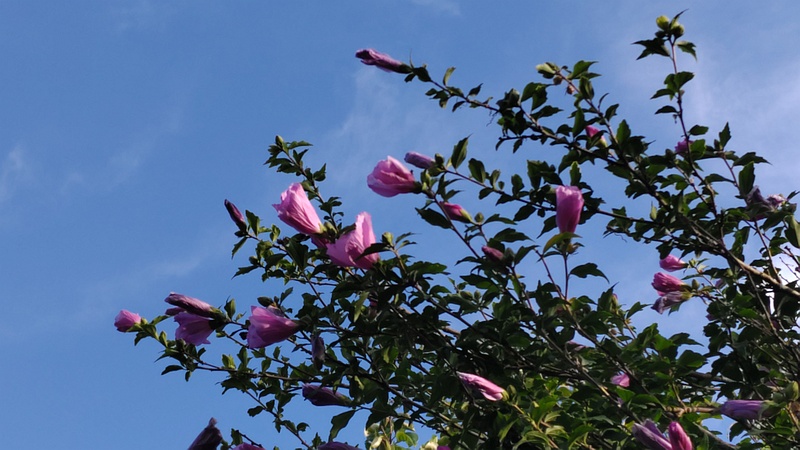 ムクゲの花 横浜市旭区今宿東町
