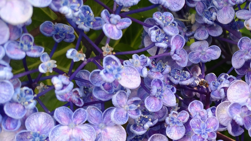 ウズアジサイの花 横浜市旭区今宿東町
