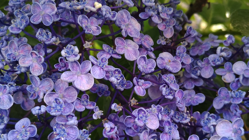 ウズアジサイの花 横浜市旭区今宿東町