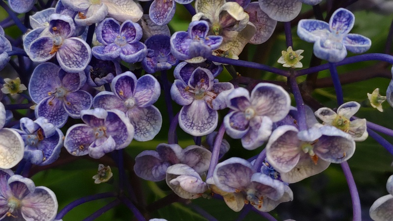 ウズアジサイの花 横浜市旭区今宿東町