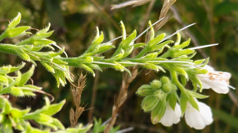 ヒレハリソウの花 横浜市旭区鶴ヶ峰本町