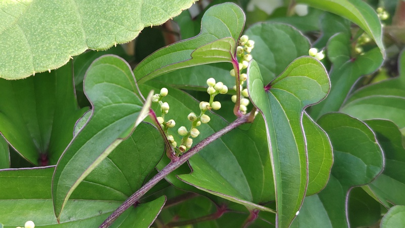 ナガイモの花 横浜市旭区鶴ヶ峰本町
