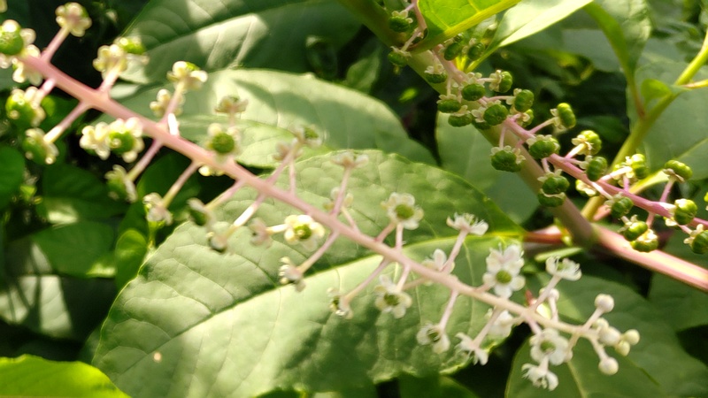 ヨウシュヤマゴボウの花 横浜市旭区今川町