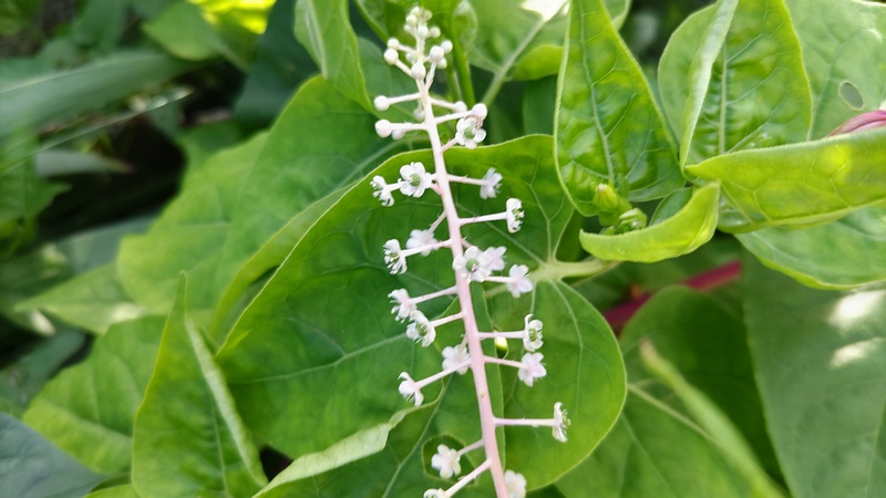 ヨウシュヤマゴボウの花 横浜市旭区今川町