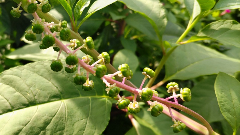 ヨウシュヤマゴボウの若い果実 横浜市旭区今川町