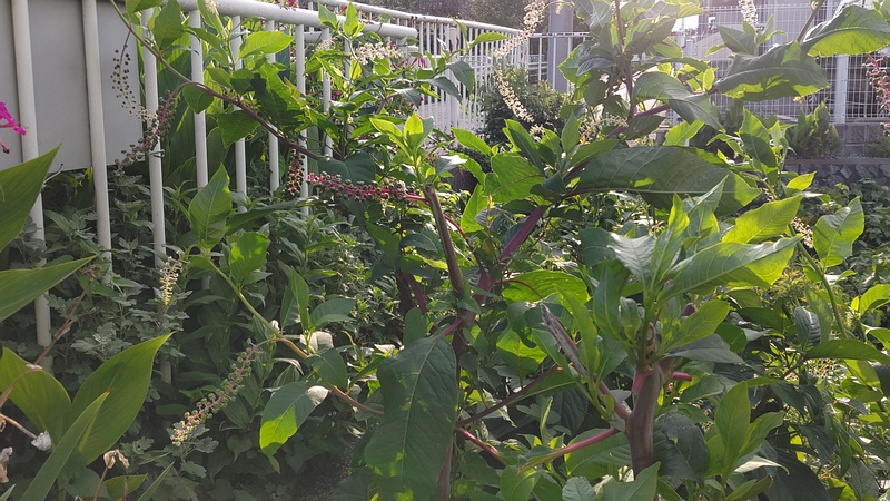 ヨウシュヤマゴボウの若い果実 横浜市旭区今川町