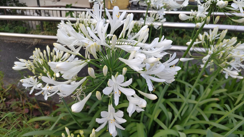 ムラサキクンシランの花 横浜市旭区鶴ヶ峰鎧の渡し緑道