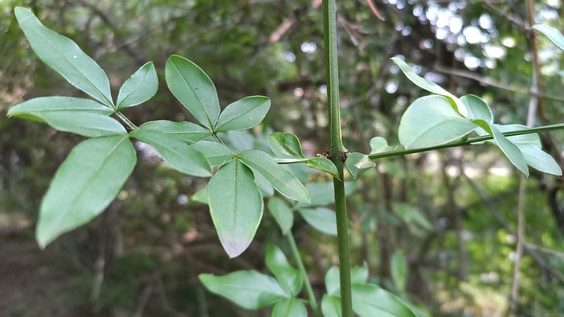 オウバイモドキ 川崎市幸区さいわいふるさと公園