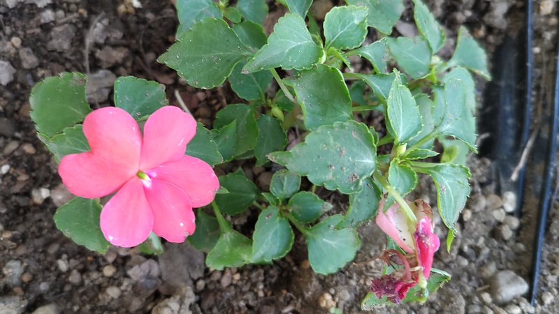 アフリカホウセンカの花 川崎市幸区さいわいふるさと公園