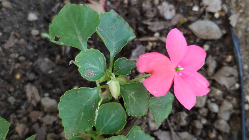 アフリカホウセンカの花 川崎市幸区さいわいふるさと公園