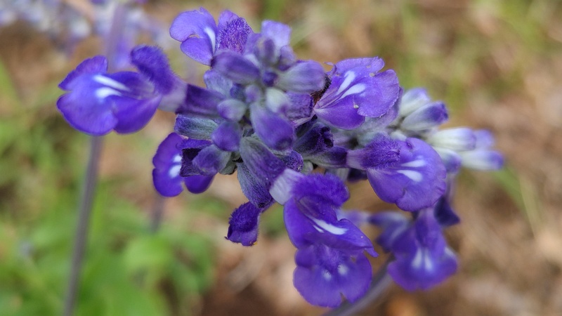 ケショウサルビアの花 川崎市幸区さいわいふるさと公園