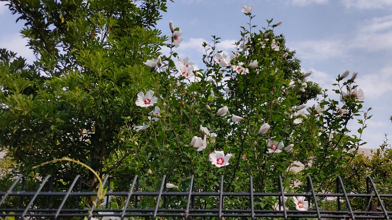 ムクゲの花 川崎市幸区さいわいふるさと公園