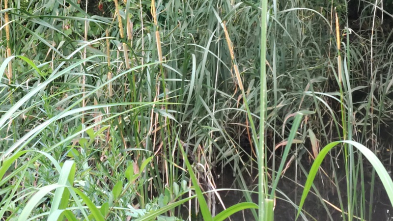 ヒメガマの穂 川崎市幸区さいわいふるさと公園