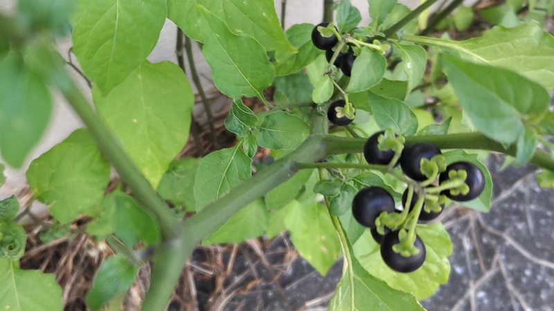 イヌホオズキの果実 川崎市幸区