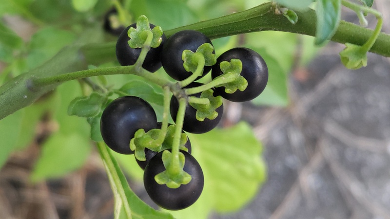 イヌホオズキの果実 川崎市幸区