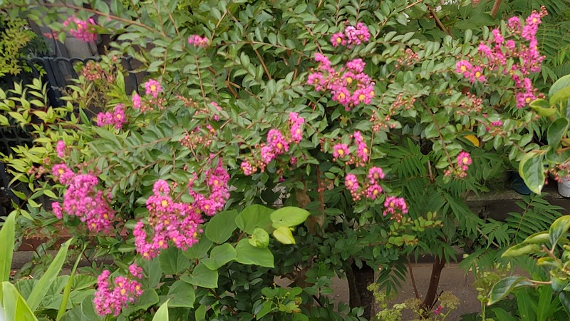 サルスベリの花 川崎市幸区