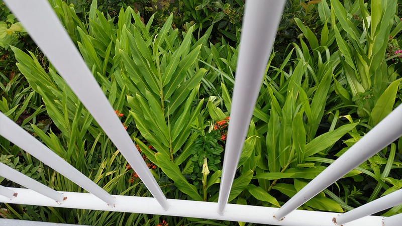 ハナシュクシャとヒメヒオウギズイセンの花 川崎市幸区