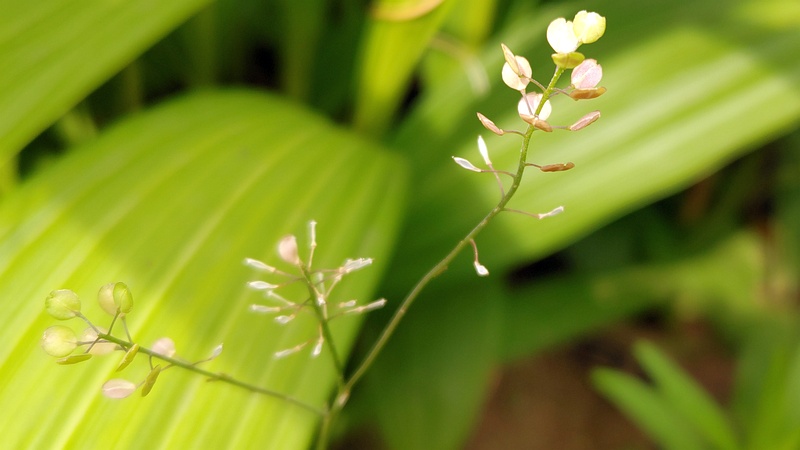 マメグンバイナズナ 川崎市幸区さいわいふるさと公園