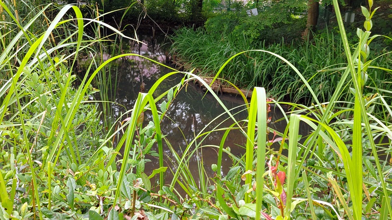 ビオトープ 川崎市幸区さいわいふるさと公園
