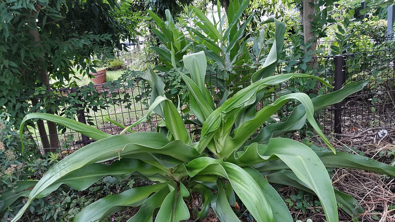 ハマユウとハナシュクシャ 川崎市幸区さいわいふるさと公園
