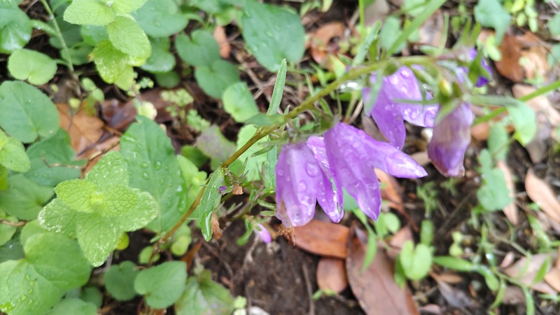 ハタザオギキョウの花 川崎市幸区さいわいふるさと公園