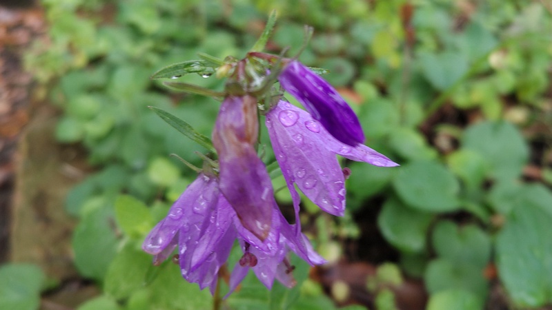 ハタザオギキョウの花 川崎市幸区さいわいふるさと公園