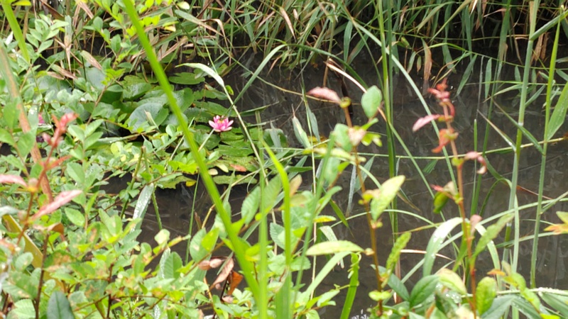 スイレンの花 川崎市幸区さいわいふるさと公園