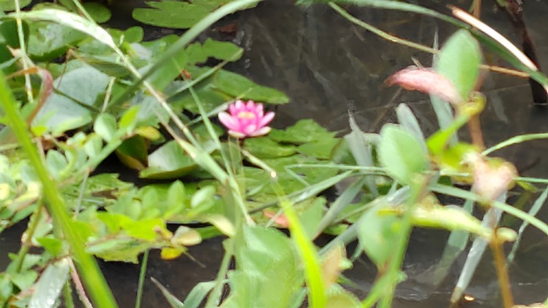 スイレンの花 川崎市幸区さいわいふるさと公園