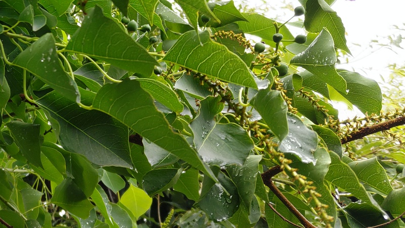 ナンキンハゼの花と果実 川崎市幸区さいわいふるさと公園