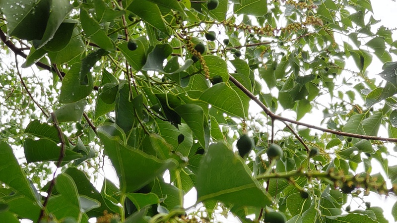ナンキンハゼの花と果実 川崎市幸区さいわいふるさと公園