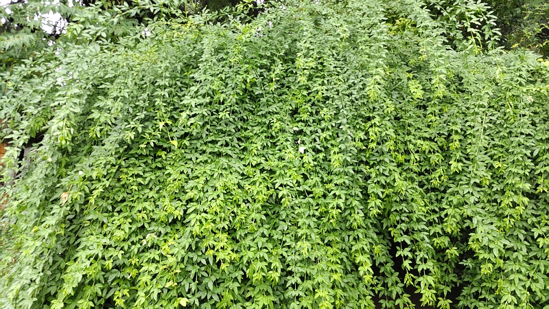 オウバイモドキ 川崎市幸区さいわいふるさと公園