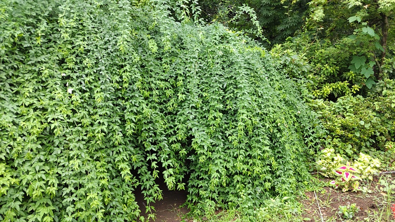 オウバイモドキ 川崎市幸区さいわいふるさと公園