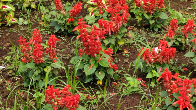 サルビアの花 川崎市幸区さいわいふるさと公園