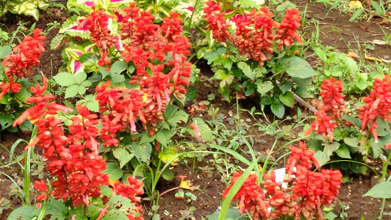 サルビアの花 川崎市幸区さいわいふるさと公園