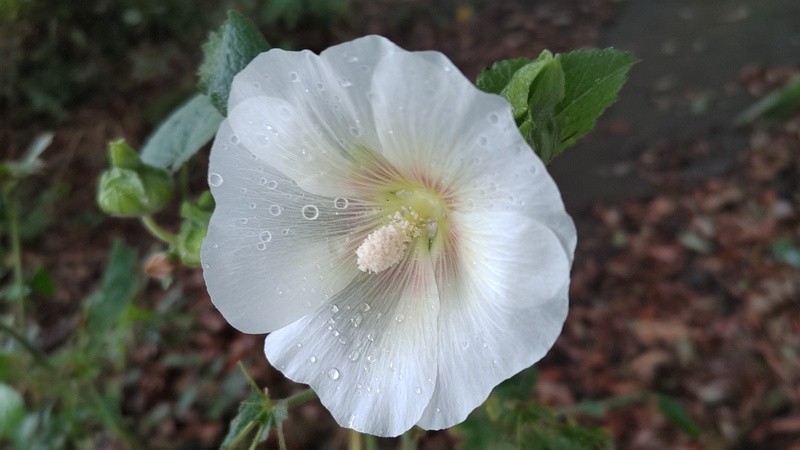 タチアオイの花 川崎市幸区さいわいふるさと公園