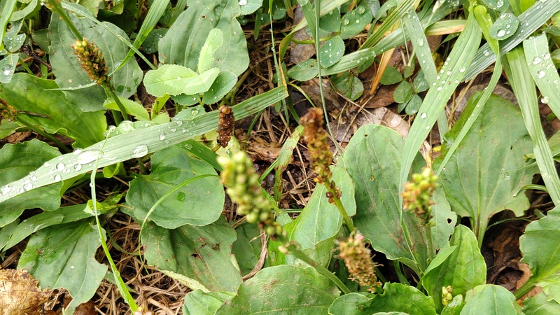 オオバコの花 川崎市幸区さいわいふるさと公園