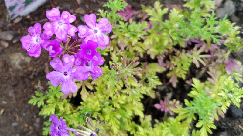 ビジョザクラの花 川崎市幸区さいわいふるさと公園