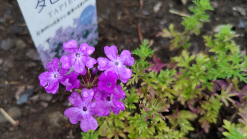 ビジョザクラの花 川崎市幸区さいわいふるさと公園