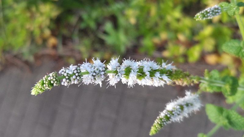 マルバハッカの花 川崎市幸区