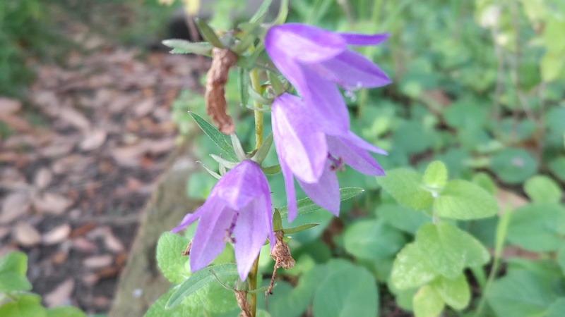 ハタザオギキョウの花 川崎市幸区さいわいふるさと公園