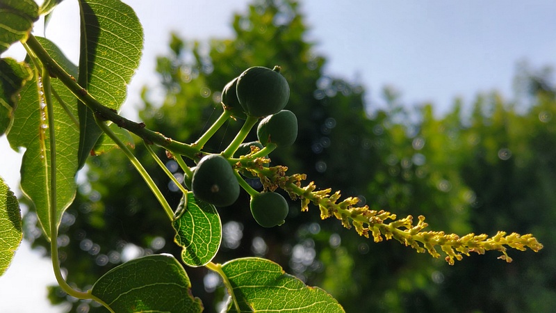 ナンキンハゼの花と果実 川崎市幸区さいわいふるさと公園