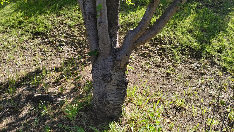 ソメイヨシノの接ぎ跡 川崎市幸区創造のもり