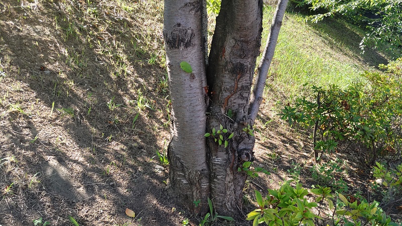 ソメイヨシノの接ぎ跡 川崎市幸区創造のもり