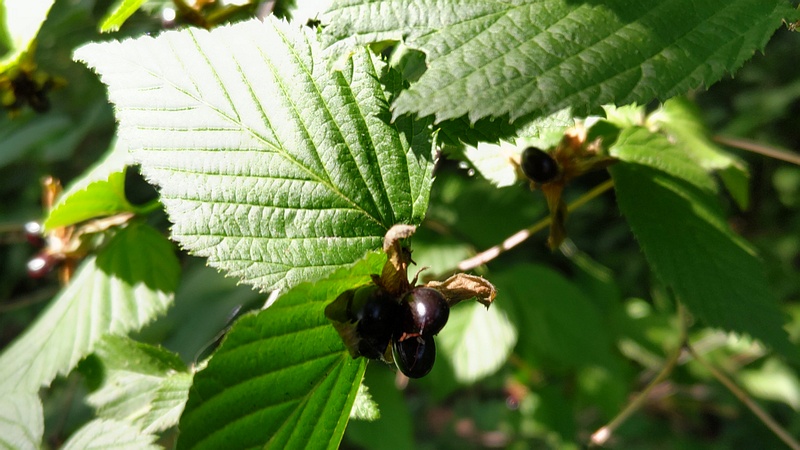 シロヤマブキの果実 川崎市幸区さいわいふるさと公園