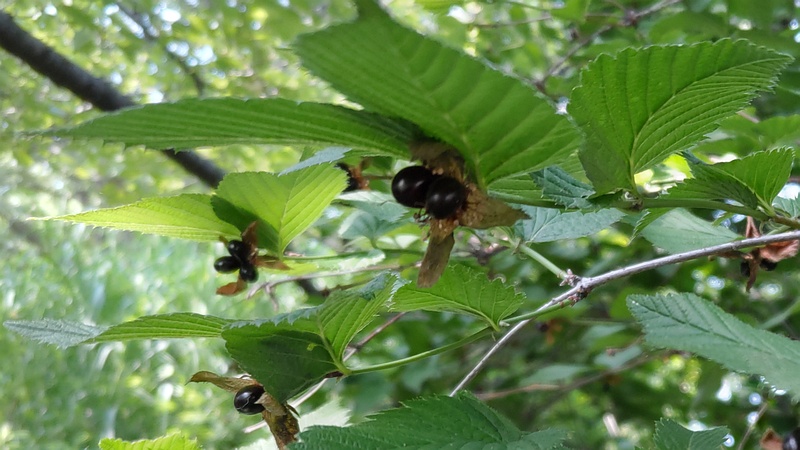 シロヤマブキの果実 川崎市幸区さいわいふるさと公園