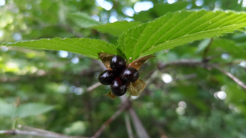 シロヤマブキの果実 川崎市幸区さいわいふるさと公園