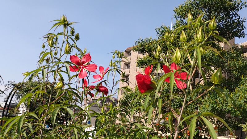 モミジアオイの花 川崎市幸区さいわいふるさと公園